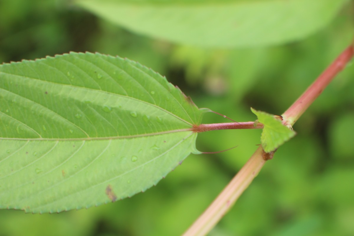 Corchorus olitorius L.